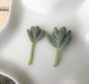 ブルービーン　挿し木